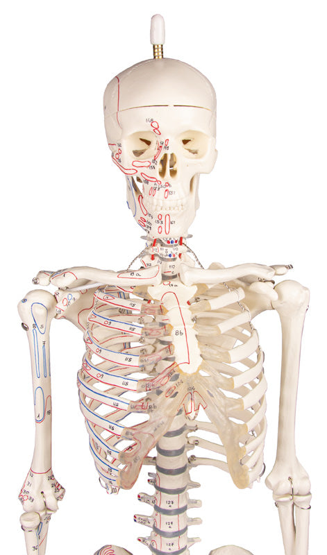 Schelet miniatură "Fred" cu coloană vertebrală mobilă și marcaje musculare