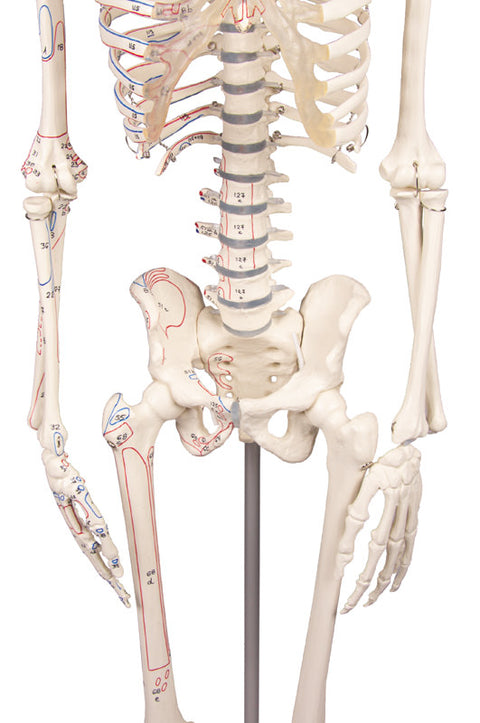 Schelet miniatură "Fred" cu coloană vertebrală mobilă și marcaje musculare