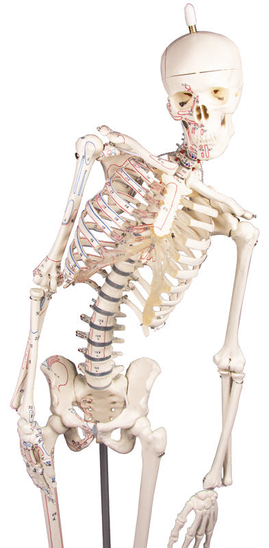 Schelet miniatură "Fred" cu coloană vertebrală mobilă și marcaje musculare