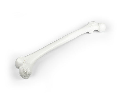 Femur