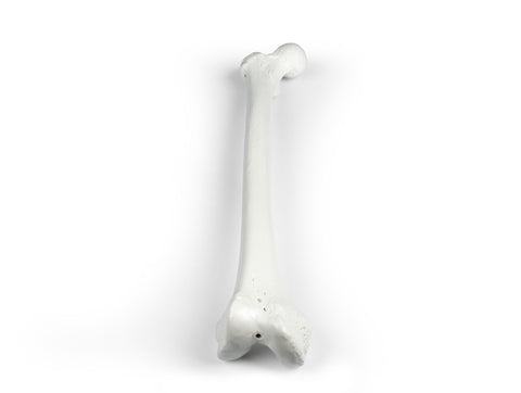 Femur