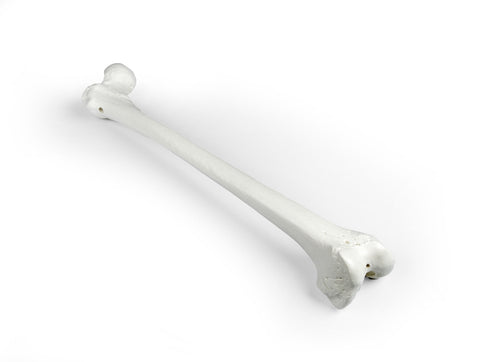 Femur