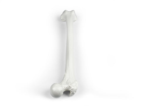 Femur