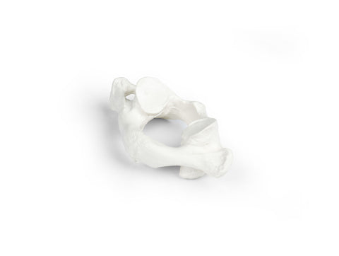 Vertebre individuale (C1 la L5)