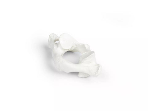 Vertebre individuale (C1 la L5)