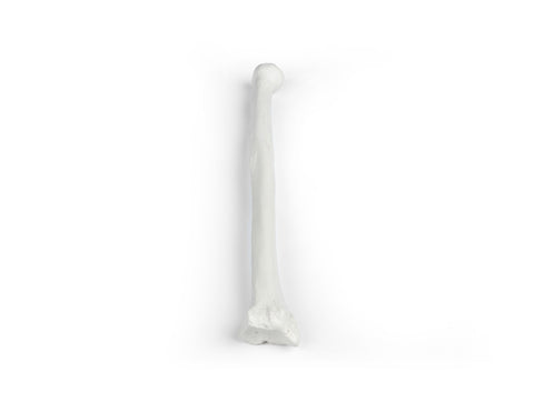 Radius