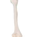 Humerus (brațul superior)