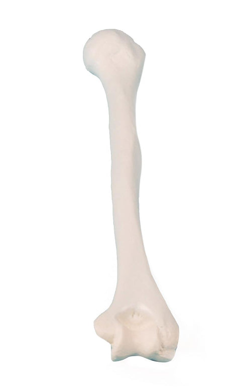 Humerus (brațul superior)