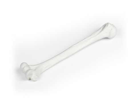 Humerus (brațul superior)