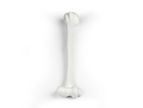 Humerus (brațul superior)