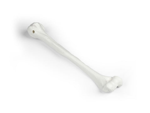 Humerus (brațul superior)