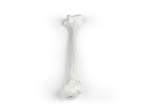 Humerus (brațul superior)