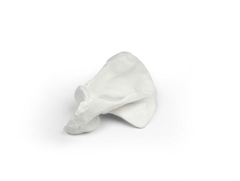 Scapulă (omoplat)