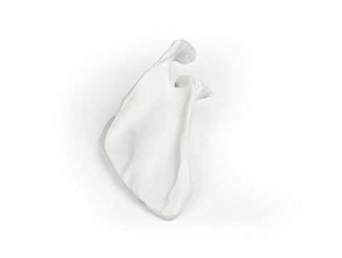Scapulă (omoplat)