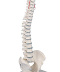 Coloană vertebrală miniatură