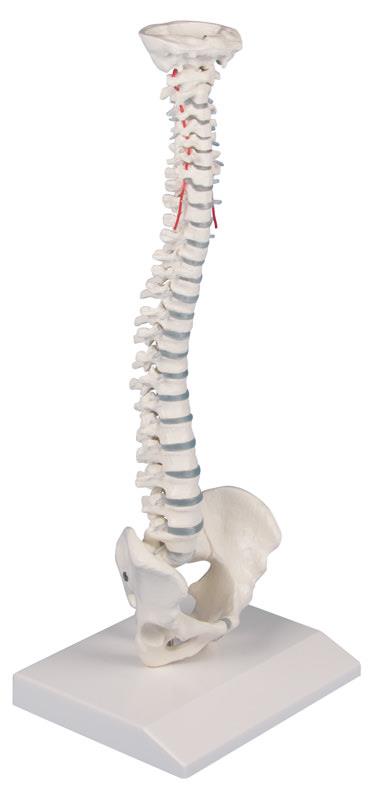 Coloană vertebrală miniatură