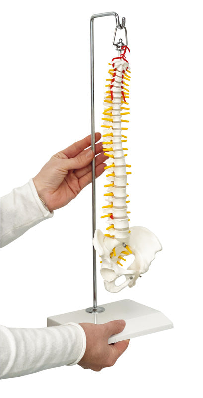 Coloană vertebrală miniatură pe suport suspendat