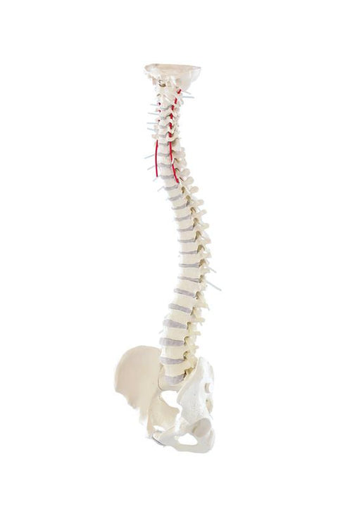 Coloană vertebrală cu bazin