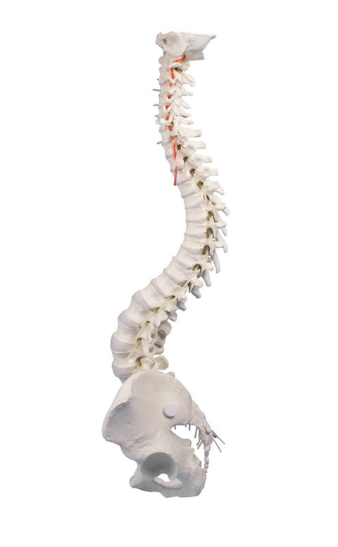 Coloană vertebrală cu bazin