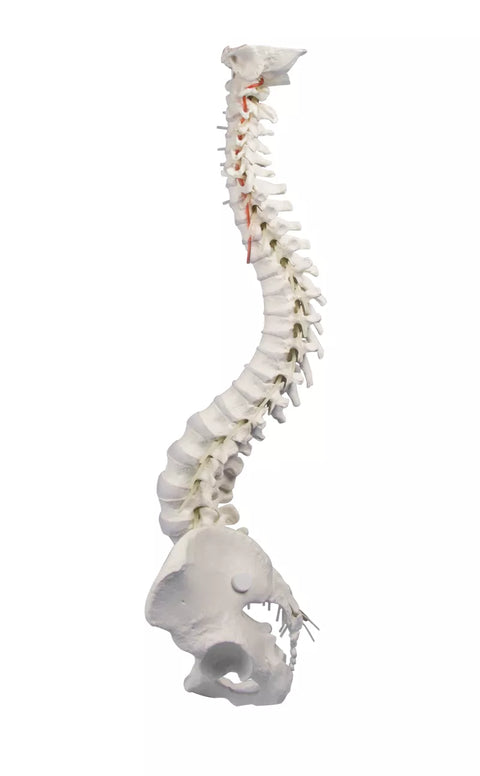Coloană vertebrală cu bazin