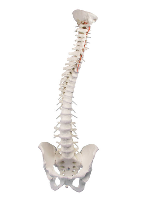 Vertebral column with pelvis