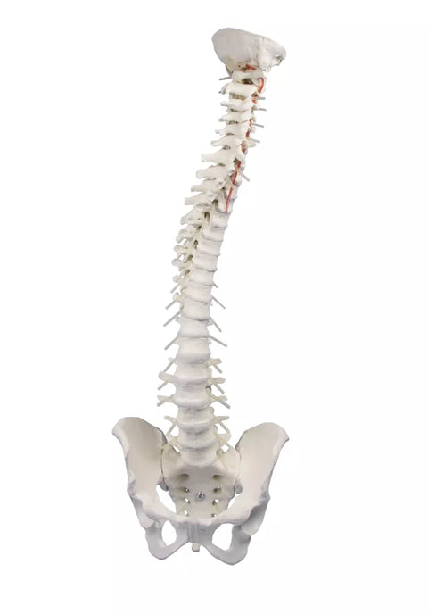 Coloană vertebrală cu bazin
