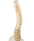 Coloană vertebrală cu bazin, vertebre colorate didactic