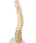 Coloană vertebrală cu bazin, vertebre colorate didactic