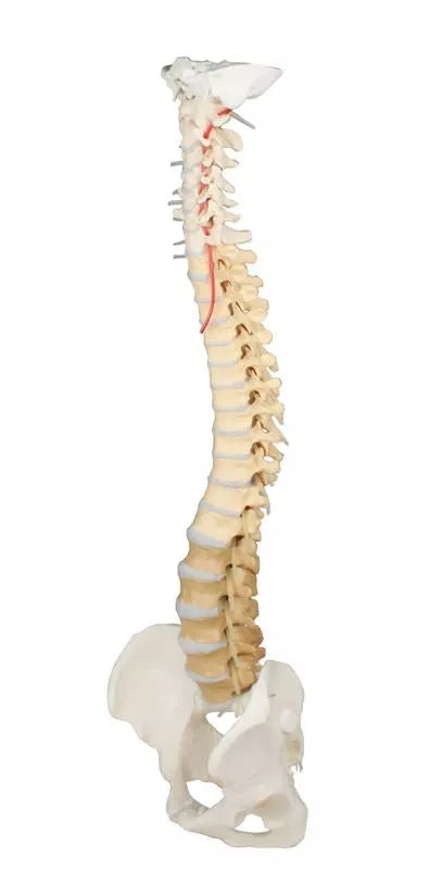 Coloană vertebrală cu bazin, vertebre colorate didactic