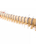 Coloană vertebrală cu bazin, vertebre colorate didactic