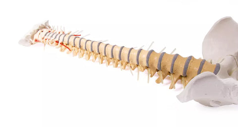 Coloană vertebrală cu bazin, vertebre colorate didactic