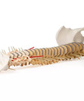 Coloană vertebrală cu bazin, vertebre colorate didactic