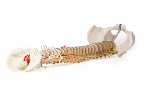 Coloană vertebrală cu bazin, vertebre colorate didactic