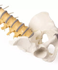 Coloană vertebrală cu bazin, vertebre colorate didactic