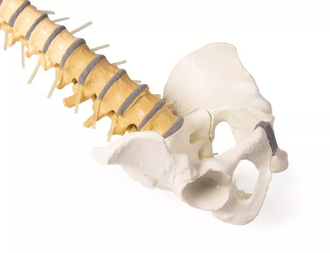 Coloană vertebrală cu bazin, vertebre colorate didactic