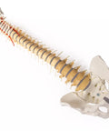 Coloană vertebrală cu bazin, vertebre colorate didactic