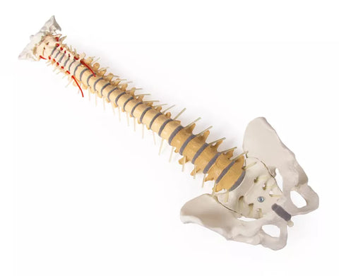 Coloană vertebrală cu bazin, vertebre colorate didactic
