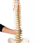 Coloană vertebrală cu bazin, vertebre colorate didactic