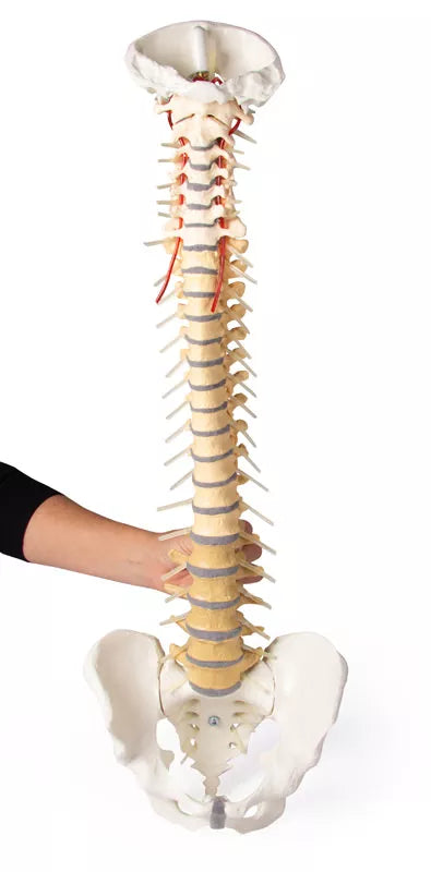 Coloană vertebrală cu bazin, vertebre colorate didactic