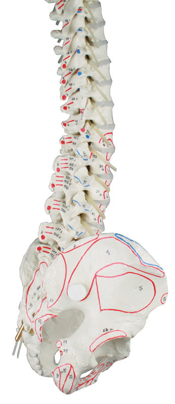 Coloană vertebrală cu bazin și marcaje musculare