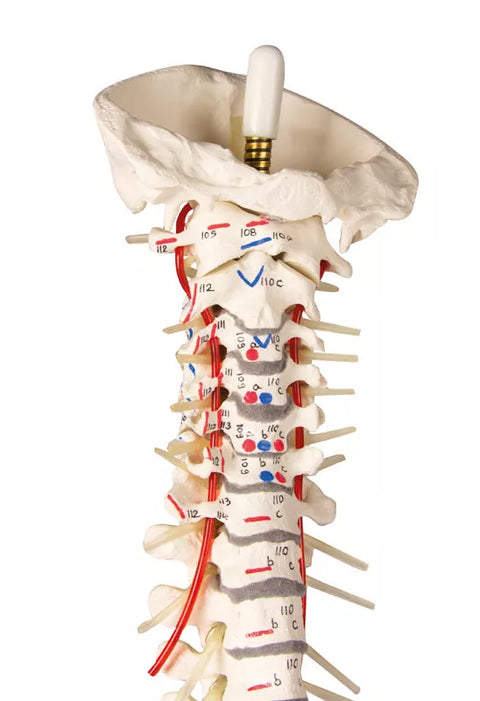 Coloană vertebrală cu bazin și marcări musculare
