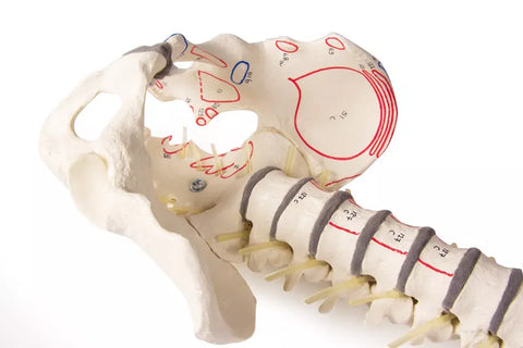 Coloană vertebrală cu bazin și marcări musculare