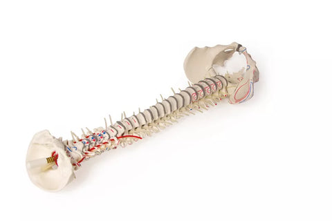 Coloană vertebrală cu bazin și marcări musculare