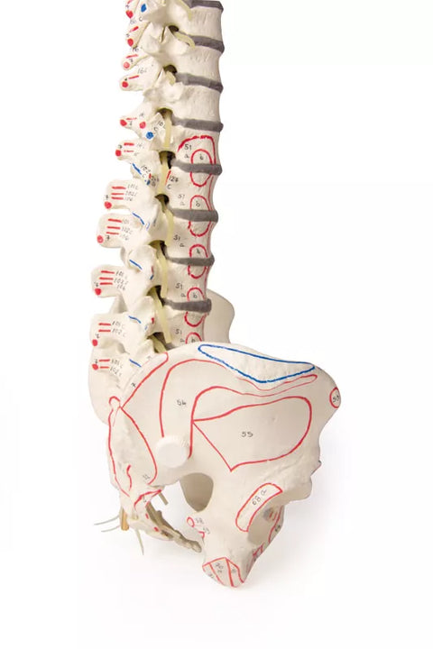 Coloană vertebrală cu bazin și marcări musculare