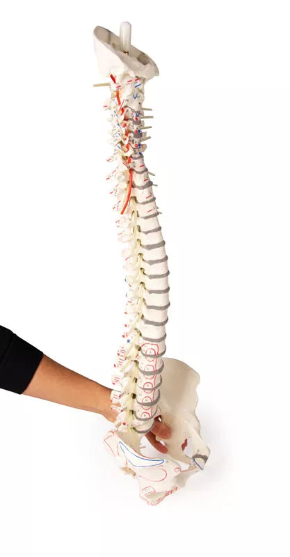 Coloană vertebrală cu bazin și marcări musculare