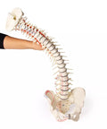 Coloană vertebrală cu bazin și marcări musculare
