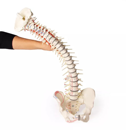 Coloană vertebrală cu bazin și marcări musculare