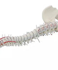 Coloană vertebrală cu bazin și marcări musculare