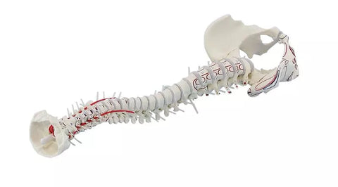 Coloană vertebrală cu bazin și marcări musculare