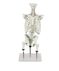 Coloană vertebrală pentru demonstrarea pozițiilor greșite (conform Zilgrei)